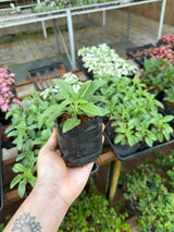 Sálvia Ornamental (saquinho)
