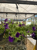 Petúnia Híbrida C 21