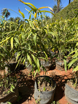 Bambu metake P