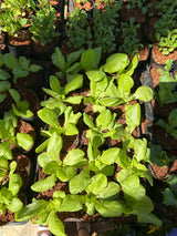 Alface variada (saquinho)