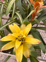 Bromélia guzmania