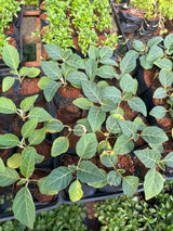 Jiló (saquinho)