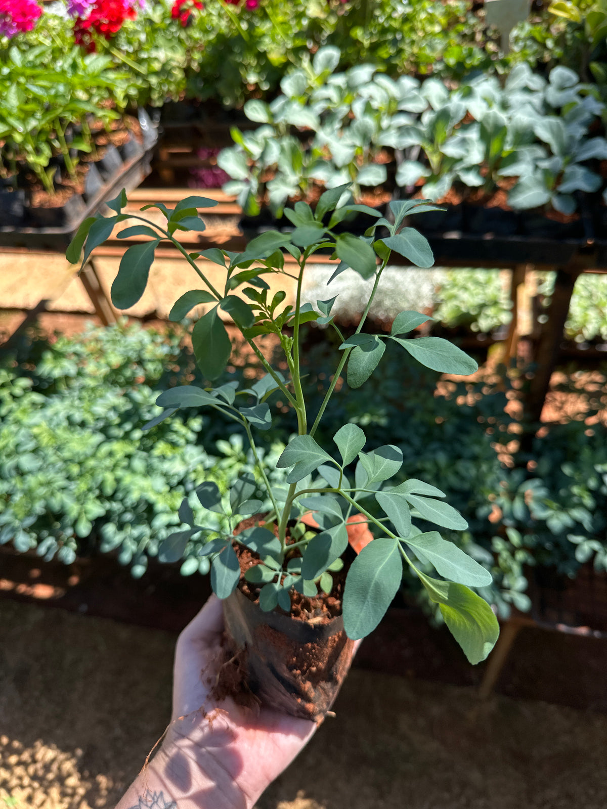 Arruda (saquinho)