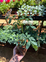 Arruda (saquinho)