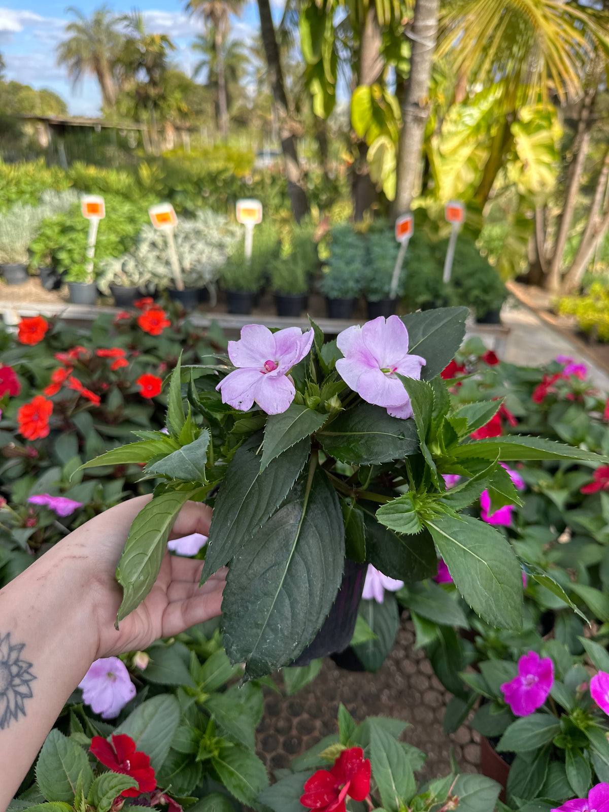 Sunpatiens PT 13
