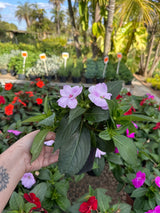 Sunpatiens PT 13