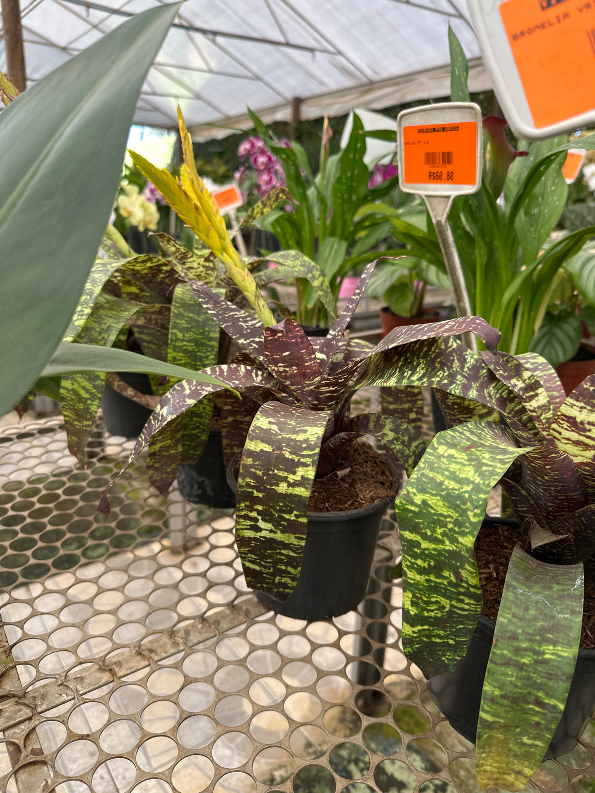 Bromélia vrisea gruberii