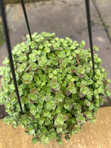 Tostão Bola Verde C 21