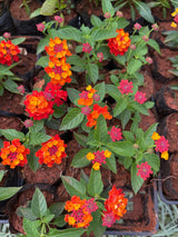 Lantana variada (saquinho)