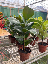 Ficus elastico cloe PT 17