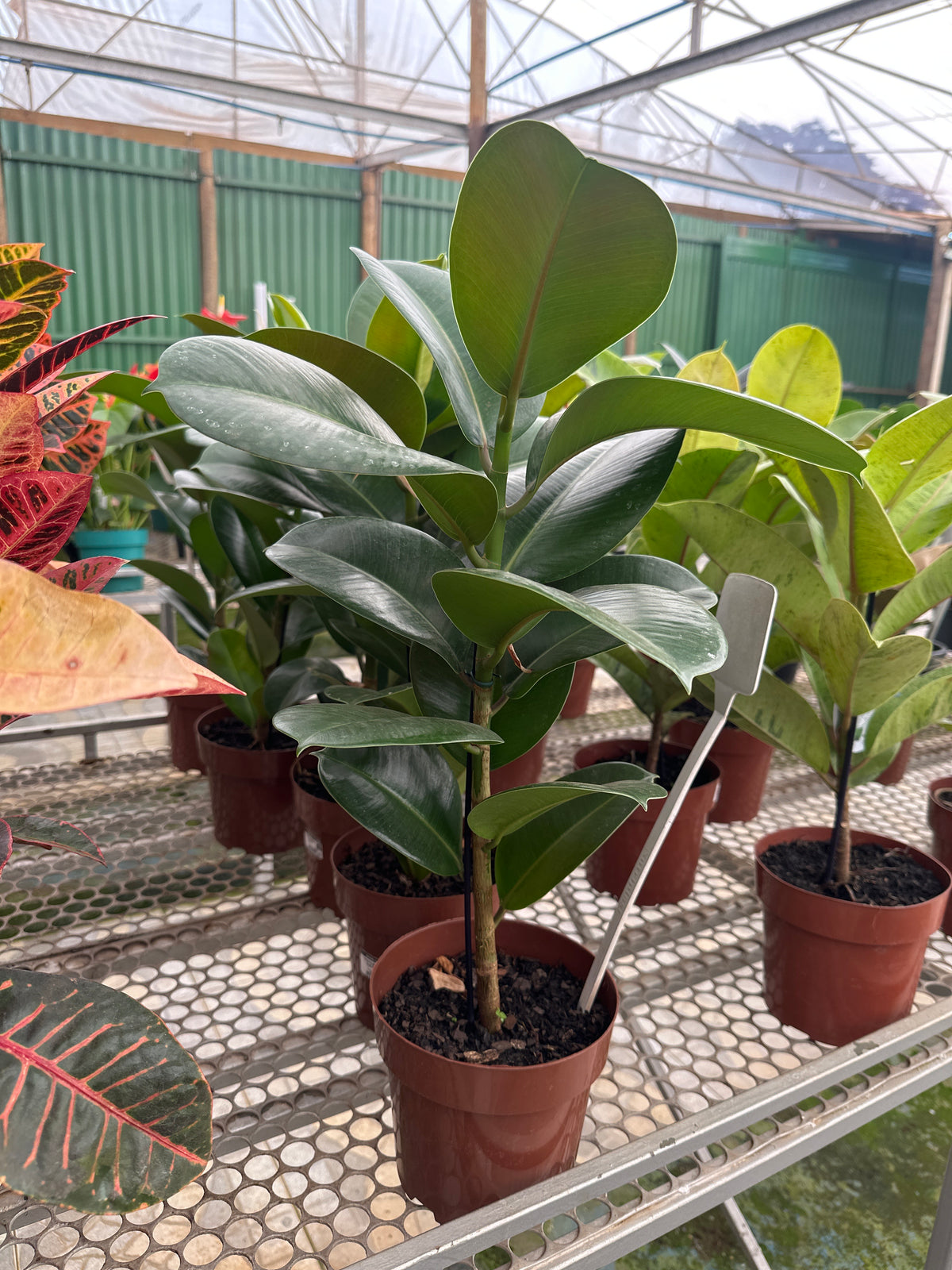 Ficus elastico cloe PT 17