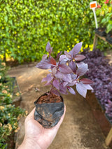 Periquito Roxo/Rosa (saquinho)