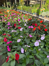 Sunpatiens PT 13