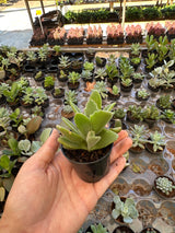 Suculenta PT 06