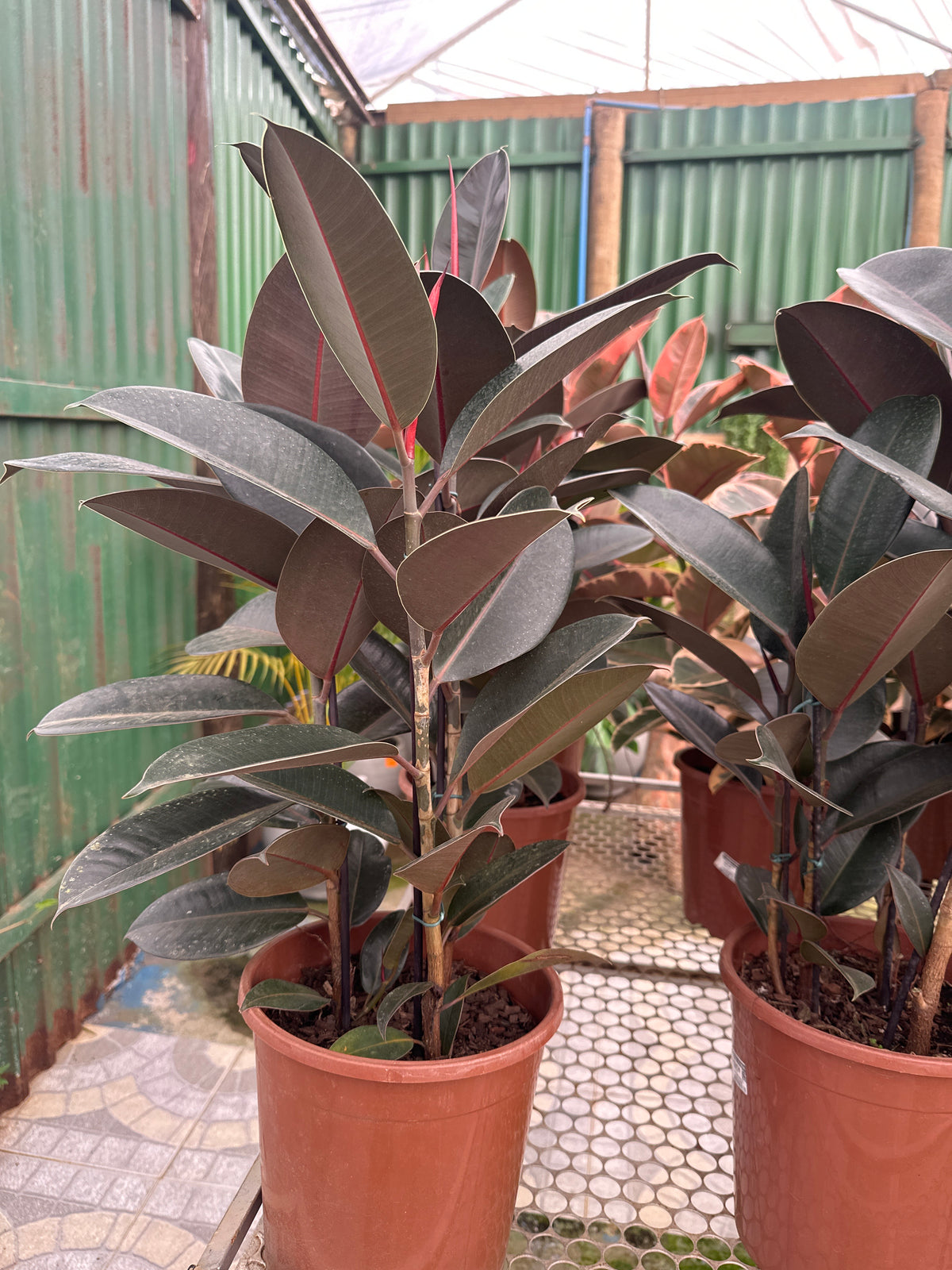 Ficus elastico burgundy PT 24