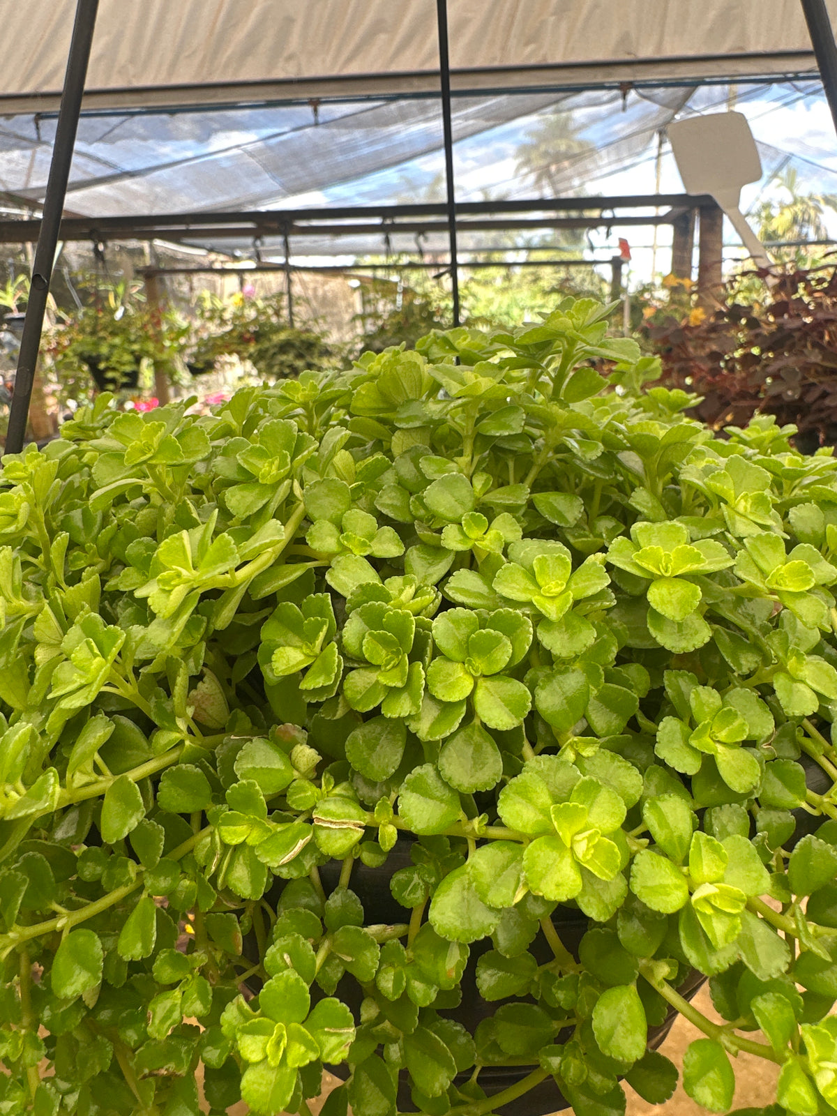 Barba de Moisés verde/variegata C 21
