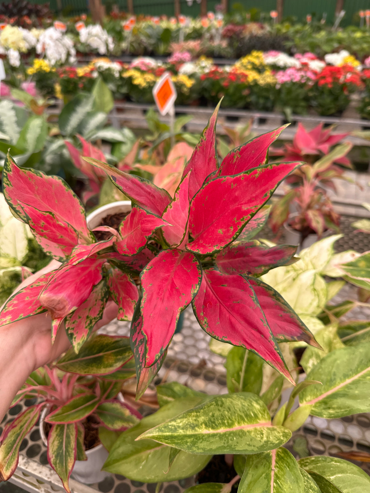 Aglaonema variada PT 12