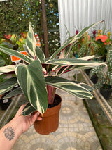 Maranta Tricolor PT 17