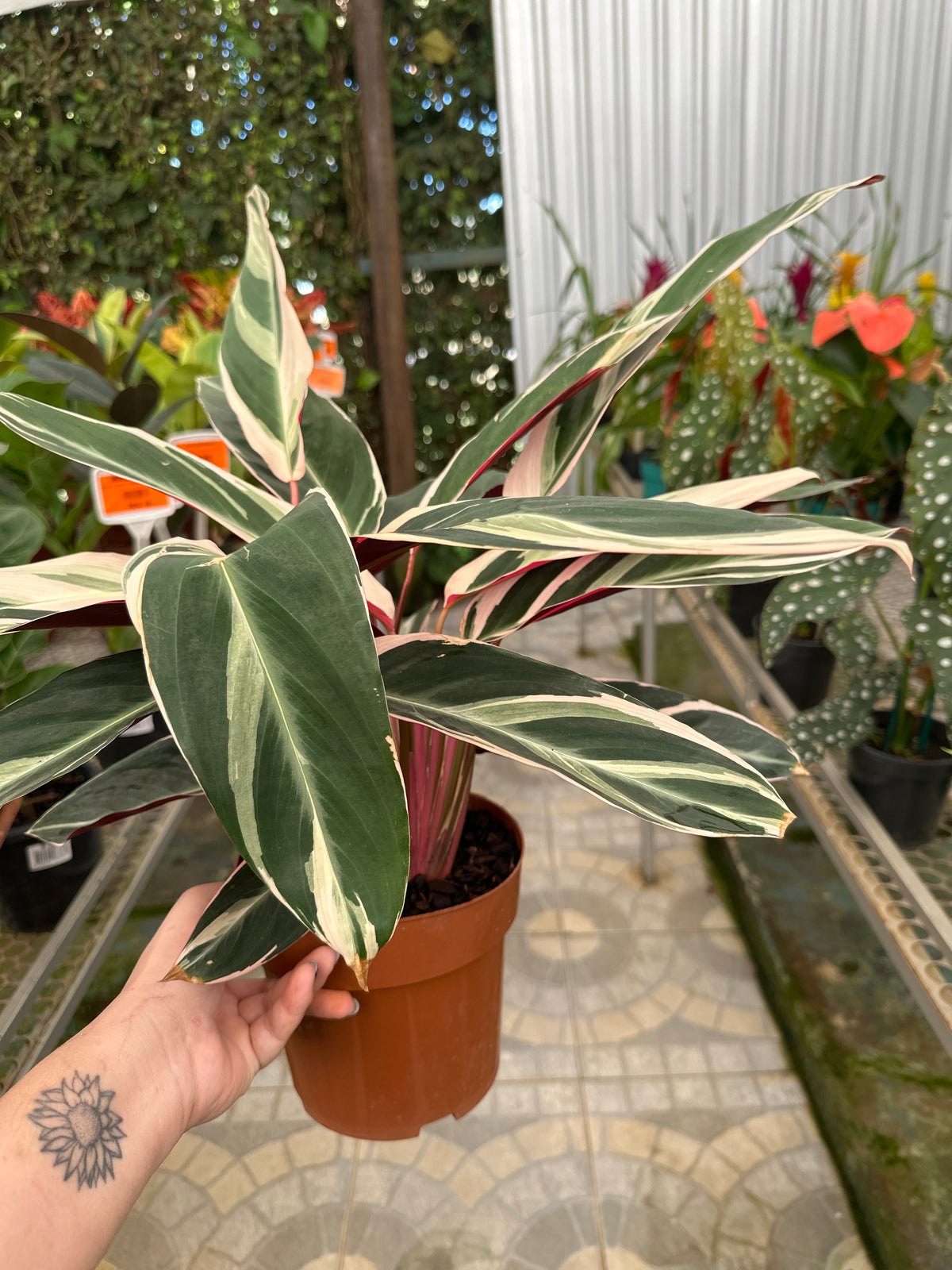 Maranta Tricolor PT 17