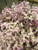 Tostão Bola Rosa/Variegato C 21