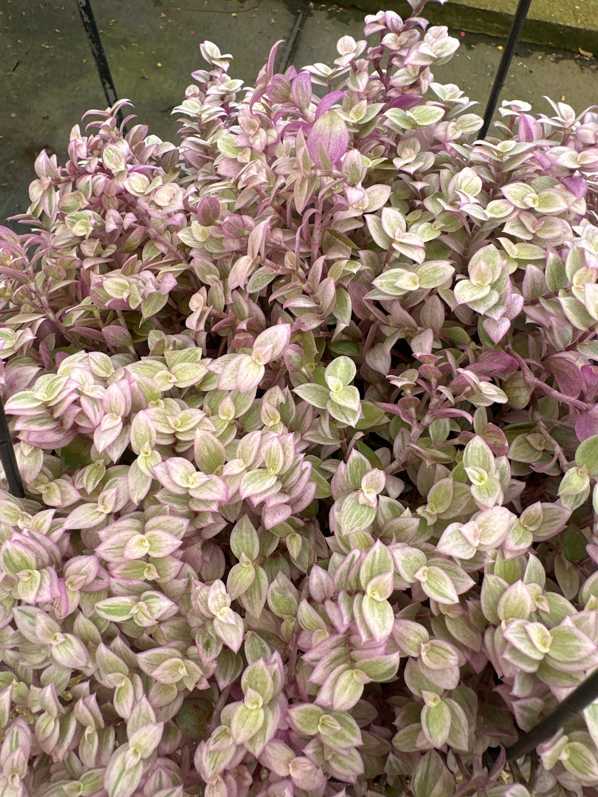 Tostão Bola Rosa/Variegato C 21