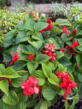 Sálvia Ornamental (saquinho)