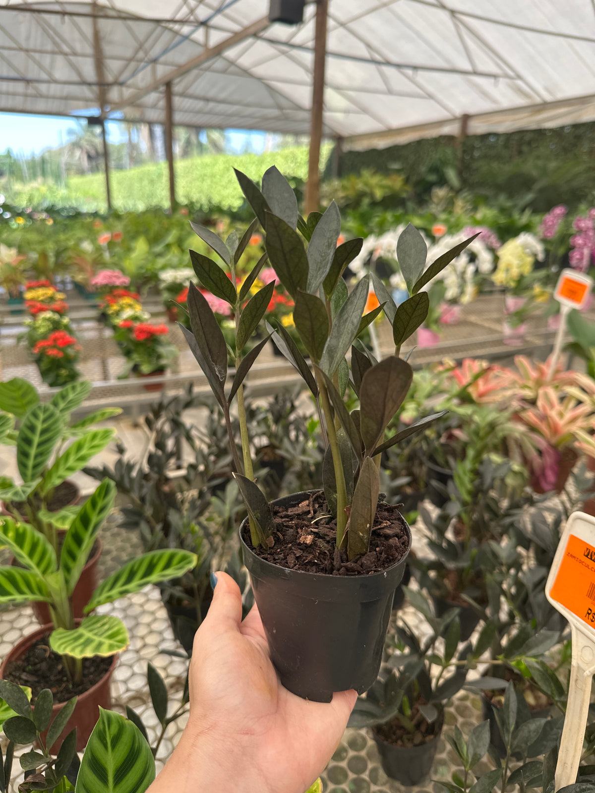 Zamioculcas Black Mini PT 09