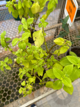 Coleus PT 11