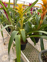 Bromélia guzmania