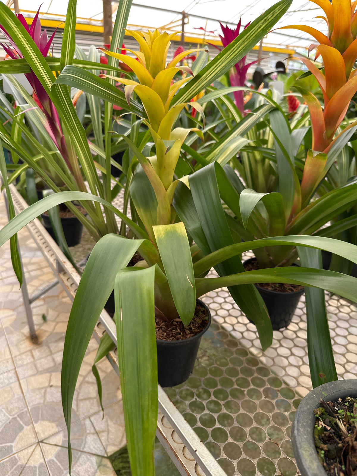 Bromélia guzmania