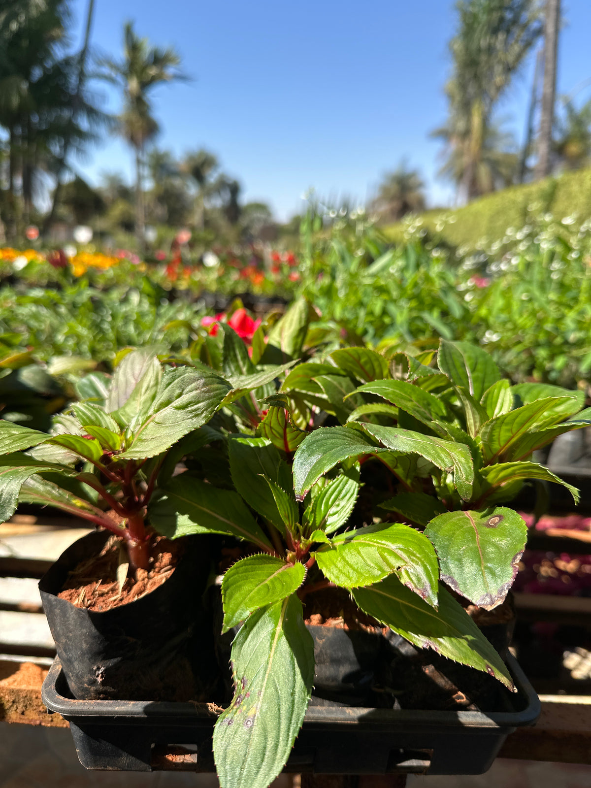Sunpatiens/Impatiens (saquinho)