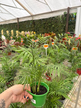 Palmeira Chamaedorea PT 11