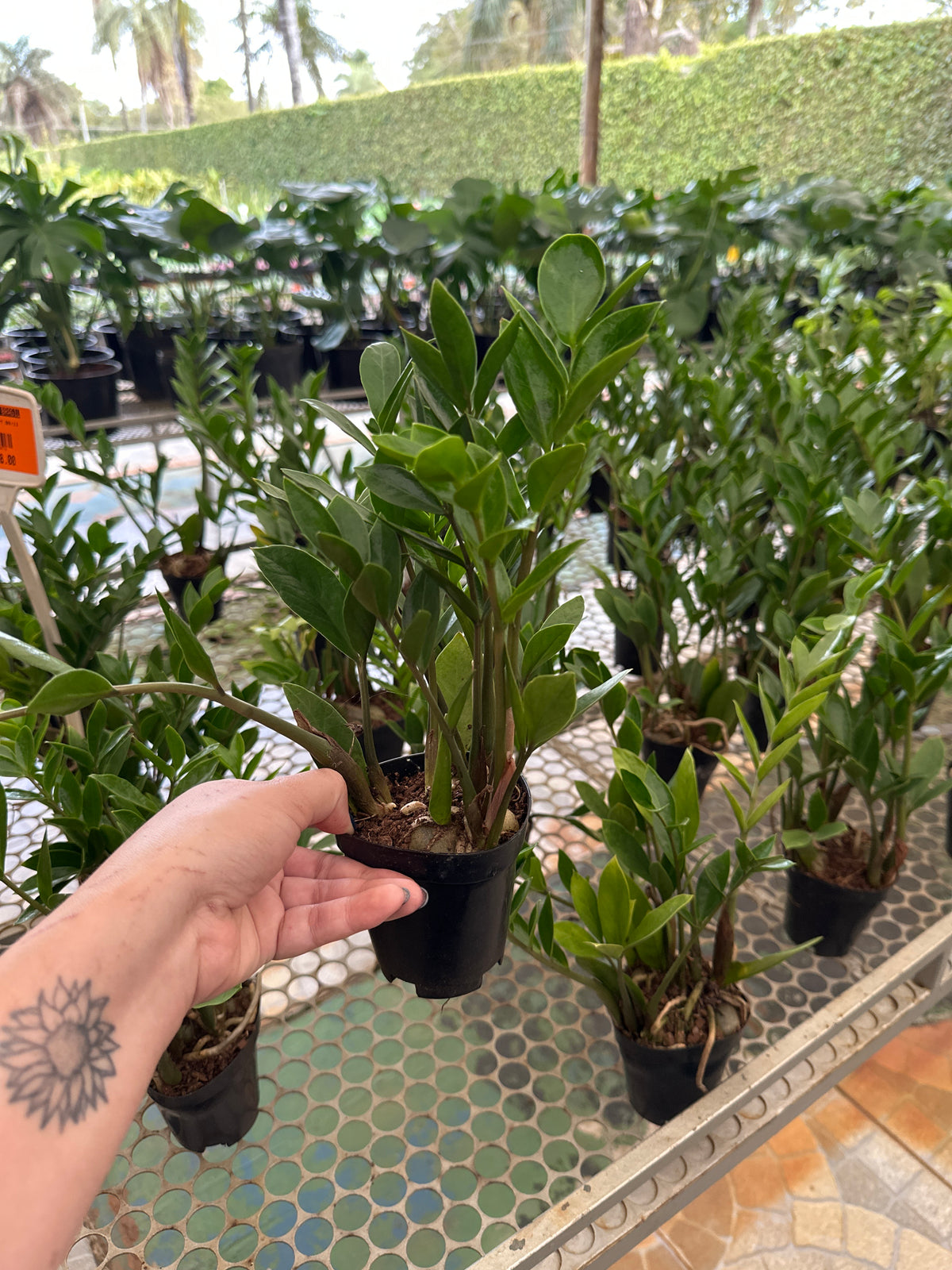 Zamioculcas Mini PT 09