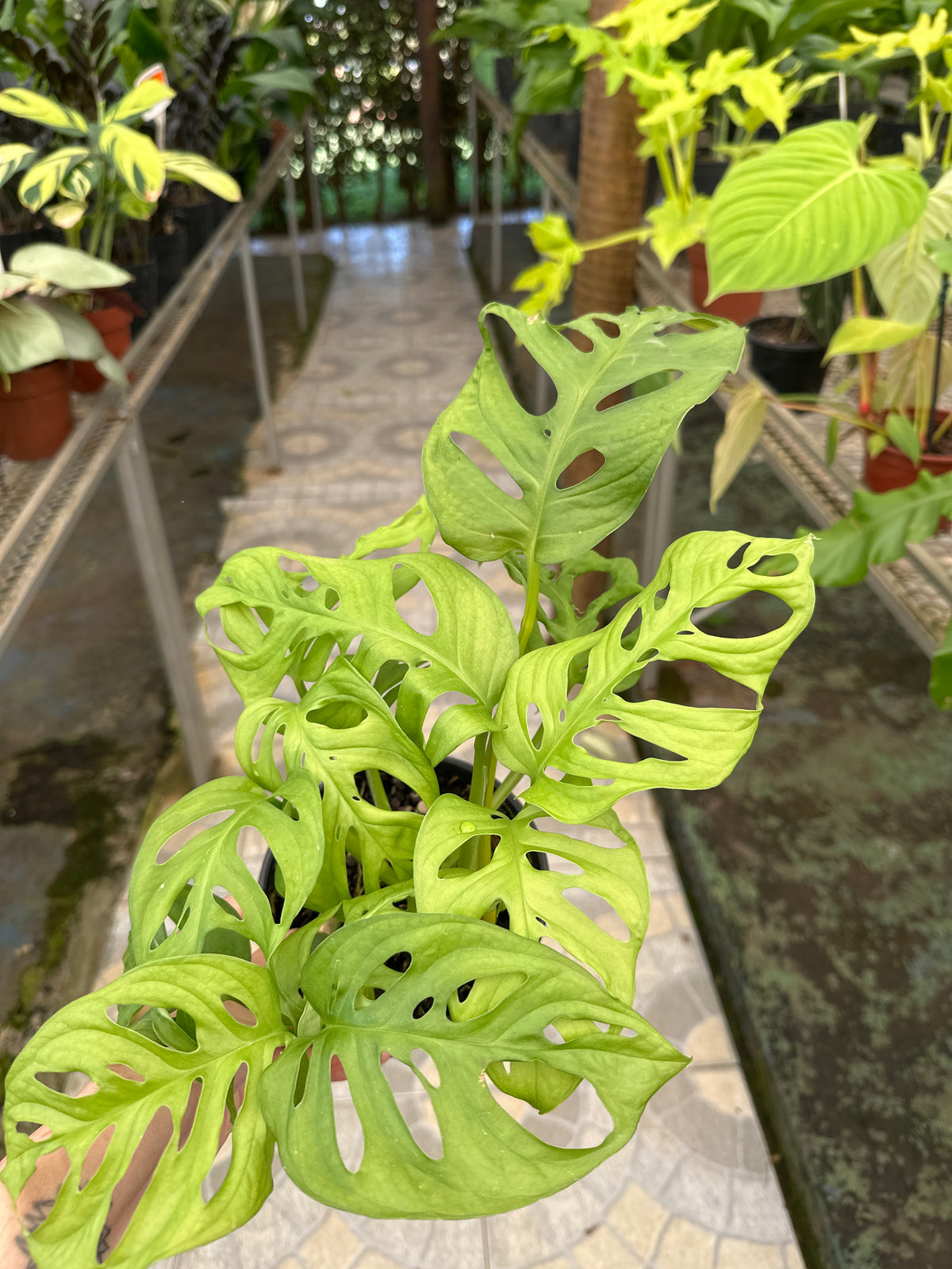 Monstera Obliqua PT 15