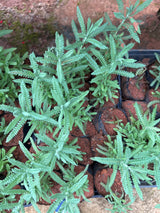 Lavanda (saquinho)