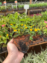 Lantana variada (saquinho)