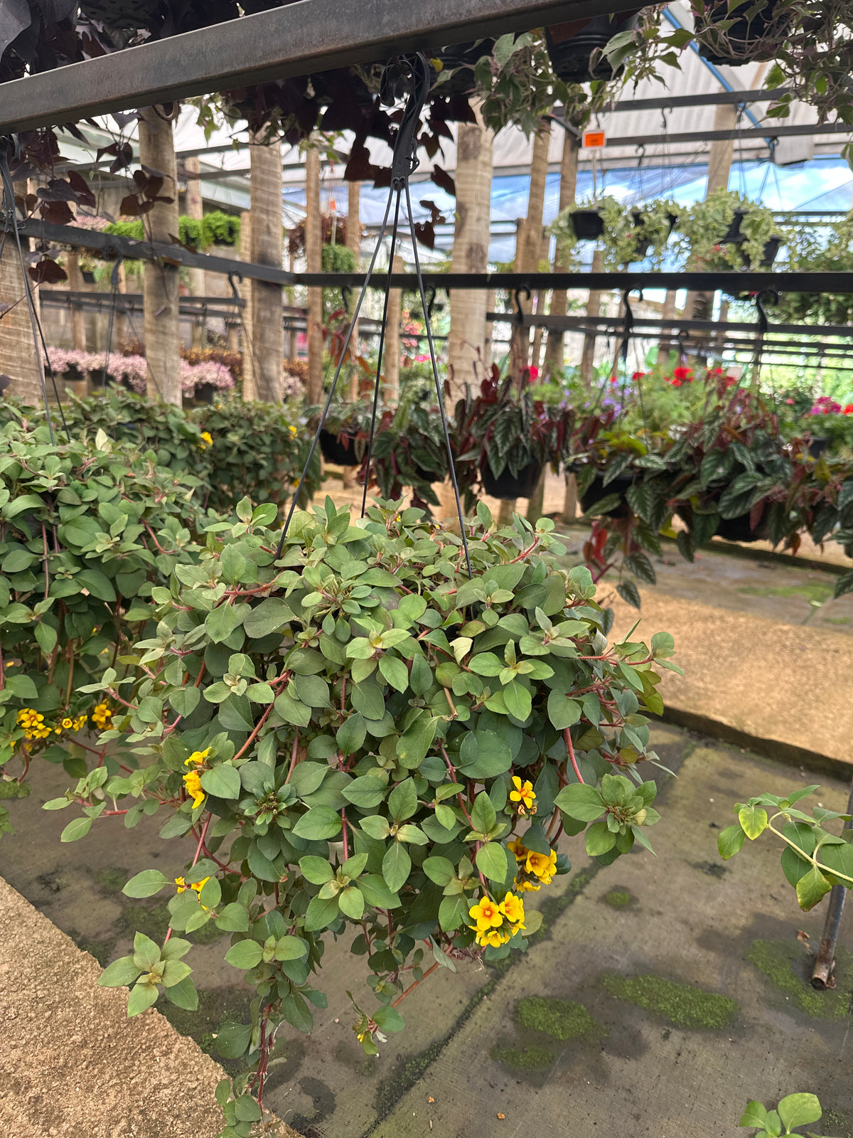 Lysimachia C 21