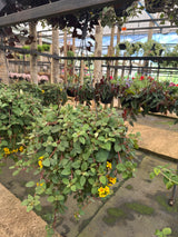 Lysimachia C 21