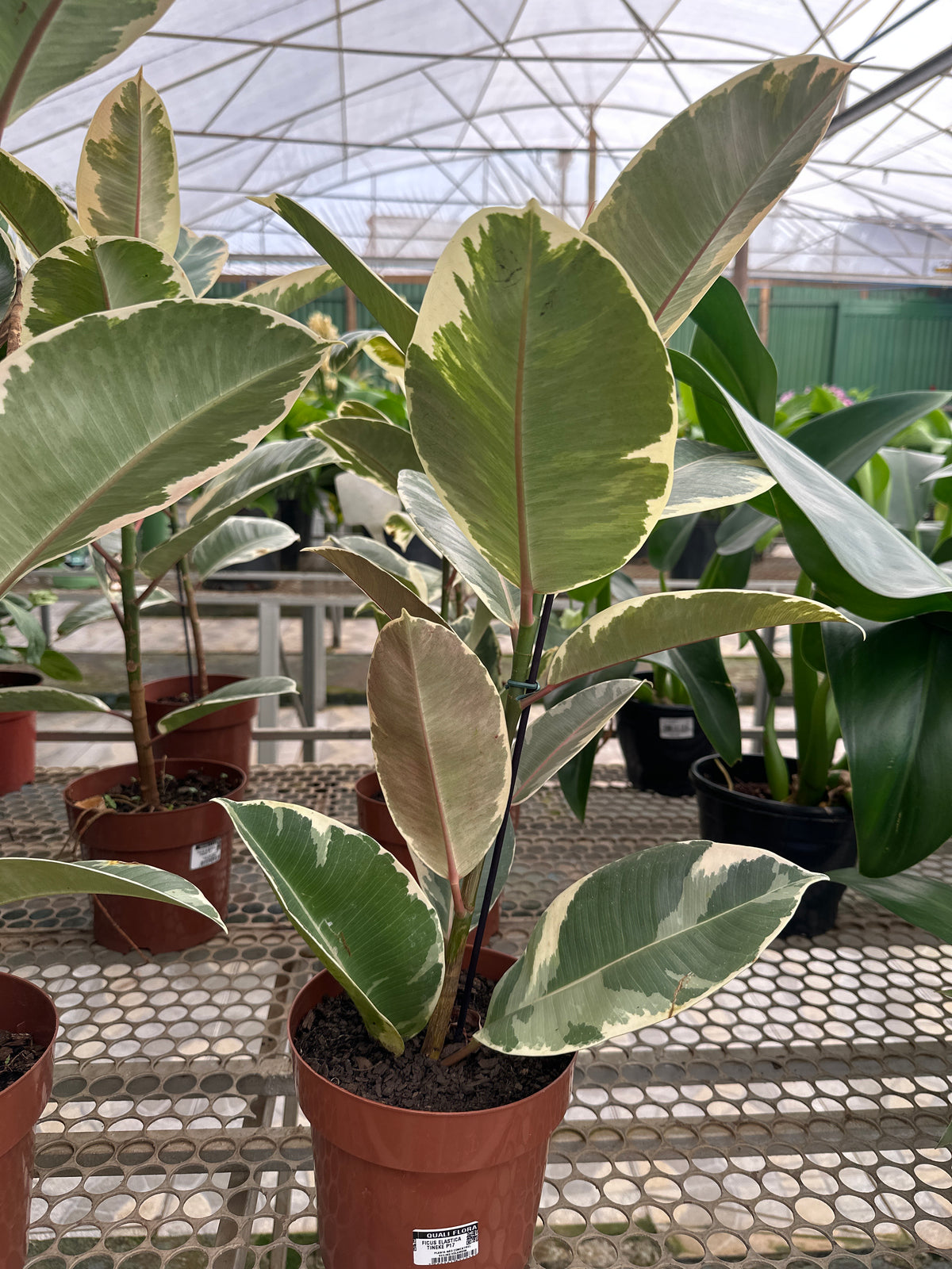 Ficus elastico tineke PT 17