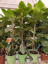 Ficus altissima PT 24
