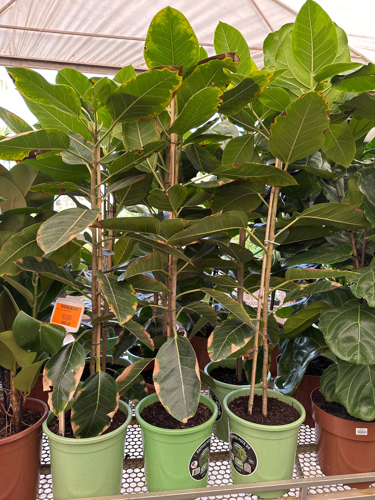 Ficus altissima PT 24