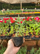 Lavanda (saquinho)