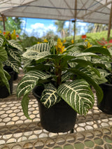 Aphelandra