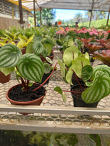 Peperômia Melancia