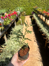 Mini rosa (saquinho)