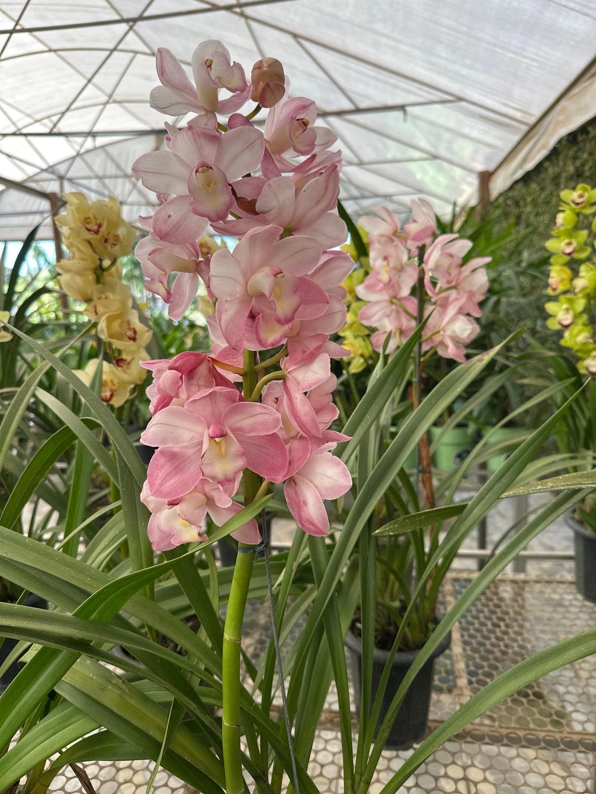 Orquídea Cymbidium
