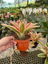 Bromélia neoregelia van durme