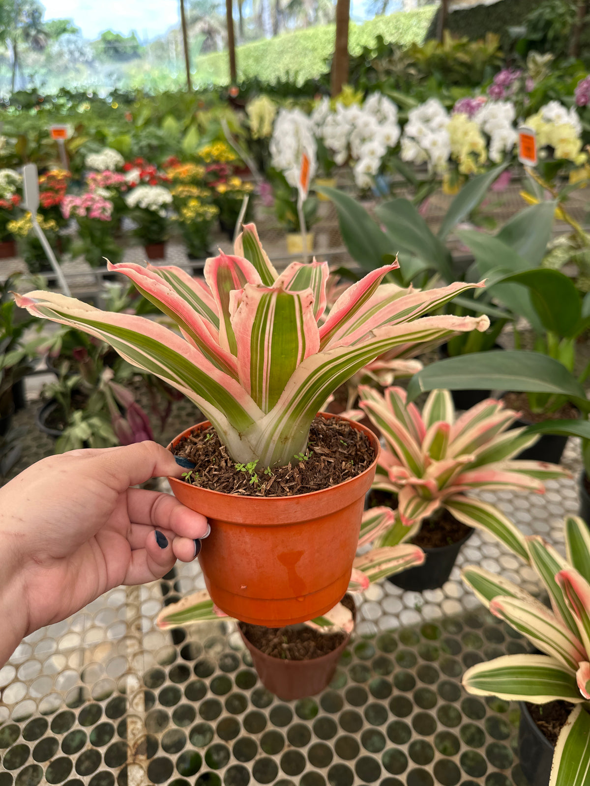 Bromélia neoregelia van durme