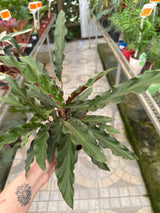 Maranta Variada PT 14