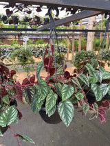 Cissus javana C 21